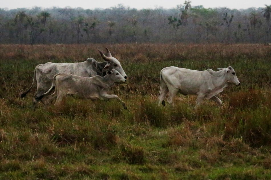 running cattle